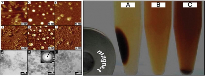 Encapsulation of Fe3O4 in gelatin nanoparticles: Effect of different parameters on size and stability of the colloidal dispersion 