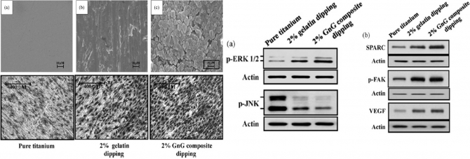Modified titanium surface with gelatin nano gold composite increases osteoblast cell biocompatibility