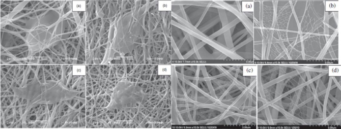 Human Osteoblast Cytotoxicity Study of Electrospun Polyurethane/Calcium Chloride Ultrafine Nanofibers