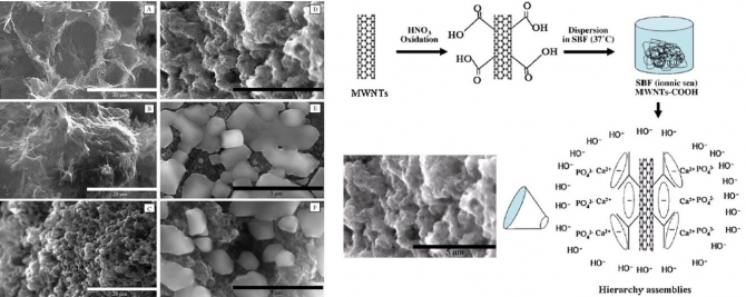 Carbon nanotubes assisted biomimetic synthesis of hydroxyapatite from simulated body fluid