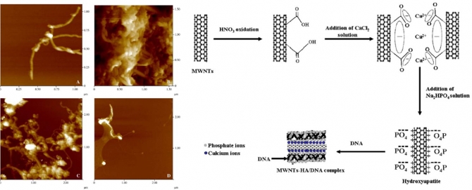 Carbon nanotube-hydroxyapatite nanocomposite for DNA complexation