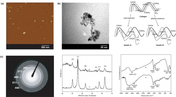 Effect of Different Parameters on Gelatin Adsorption and Stability of the Colloidal Dispersion of Gelatin-coated Magnetic Iron Oxide Nano-particles 
