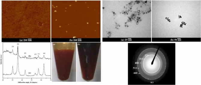 Techniques of controlling hydrodynamic size of ferrofluid of gelatin-coated magnetic iron oxide nanoparticles 