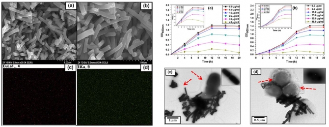 Enhanced bactericidal effect of novel CuO/TiO2 composite nanorods and a mechanism thereof