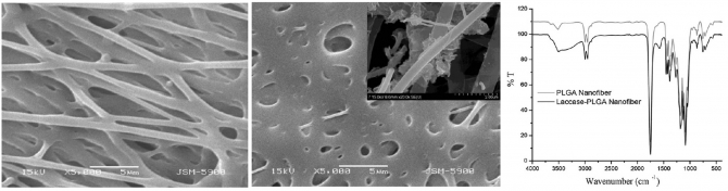 Laccase-poly(lactic-co-glycolic acid)(PGLA) nanofiber: Highly stable, reusable, and efficacious for the transformation of diclofenac