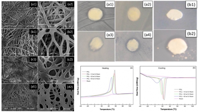 Bactericidal Efficacy of Electrospun Rosin/Poly(ε-caprolactone) Nanofibers